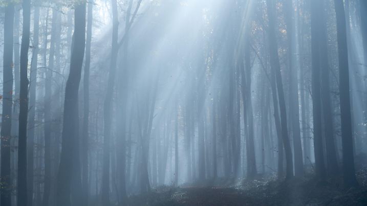 Sun shines in the morning fog in a forest in autumn