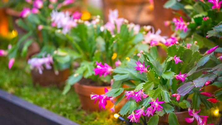 Beautiful flowers on Christmas cactus