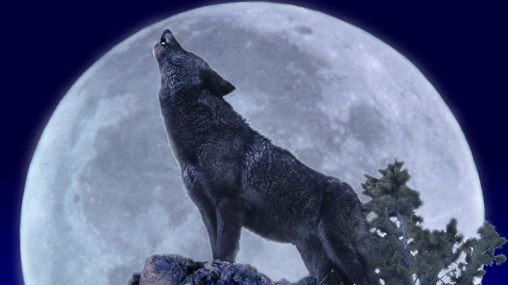 European Wolf, canis lupus, Adult Howling at the Moon