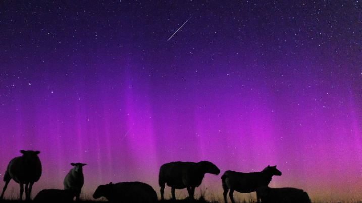 13.08.2024, Niedersachsen, Hagermarsch: Schafe stehen auf einem Deich zur Nordsee in Ostfriesland unter Polarlichtern (Aurora borealis) während eine  Sternschnuppe am Nachthimmmel verglüht. Der Sternschnuppenstrom der Perseiden entfaltet in diesen Nächten seine maximale Pracht mit einem Maximum von bis zu 100 Sternschnuppen pro Stunde. Wie jedes Jahr im August kreuzt die Erde Trümmerteilchen eines Kometen, genannt Perseiden. Foto: Matthias Balk/dpa +++ dpa-Bildfunk +++