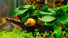 Apple snail in aquarium
