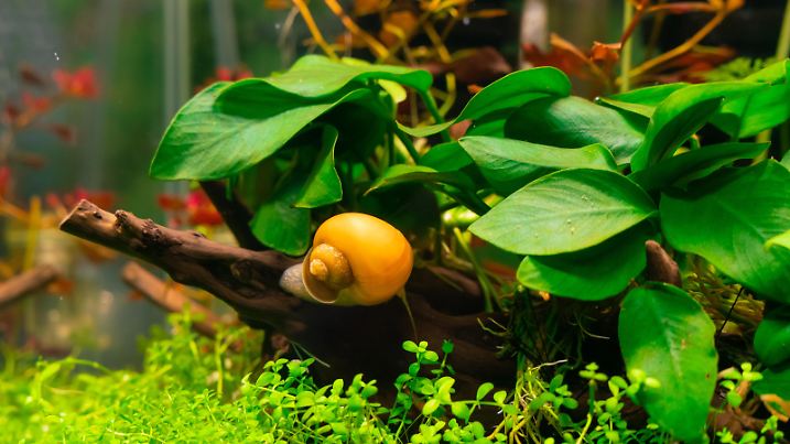 Apple snail in aquarium