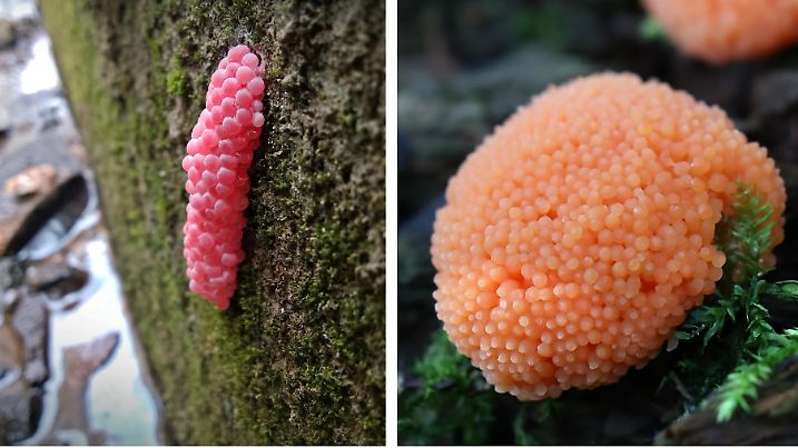 Apfelschnecke und Lachsschleimpilz.