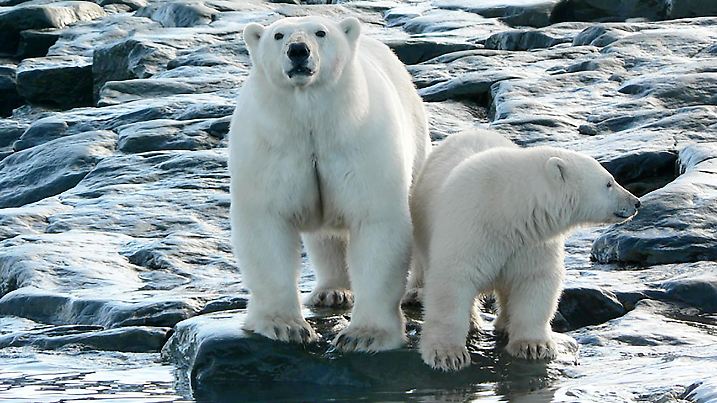 Nirgendwo leben mehr Eisbären als in der russischen Arktis. Valleys.