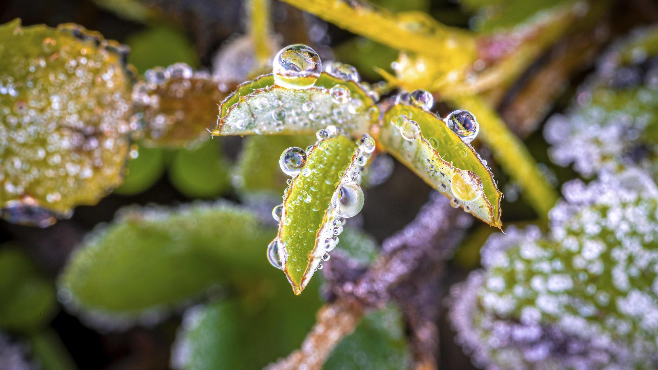 frostsch-den-bei-pflanzen-erkennen-und-behandeln-wetter-de