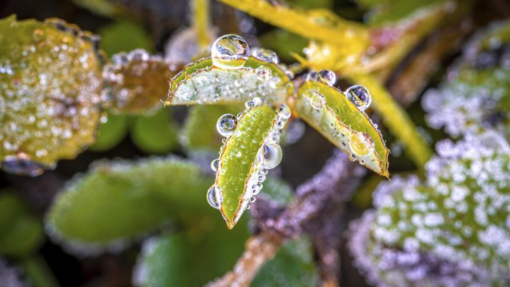 Ein frostbedecktes Blatt vom Klee Trifolium mit gefrorenen Tautropfen und Umgebungsvegetation in einer Makroaufnahme, Jena, Thüringen, Deutschland, Europa A frost-covered leaf of clover Trifolium with frozen dewdrops and surrounding vegetation in a macro photograph, Jena, Thuringia, Germany, Europe Copyright: imageBROKER/MarcusxBeckert ibxmbt12010569.jpg Bitte beachten Sie die gesetzlichen Bestimmungen des deutschen Urheberrechtes hinsichtlich der Namensnennung des Fotografen im direkten Umfeld der Veröffentlichung