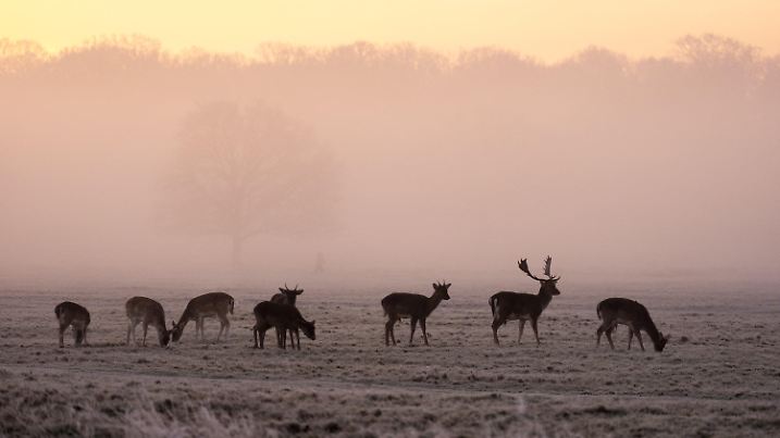 12.01.2025, Großbritannien, London: Eine Herde Rehe bei Sonnenaufgang im Richmond Park. In weiten Teilen des Vereinigten Königreichs herrschten über Nacht Temperaturen unter dem Gefrierpunkt, da die Kältewelle im Vereinigten Königreich anhält. Foto: Jordan Pettitt/PA Wire/dpa +++ dpa-Bildfunk +++