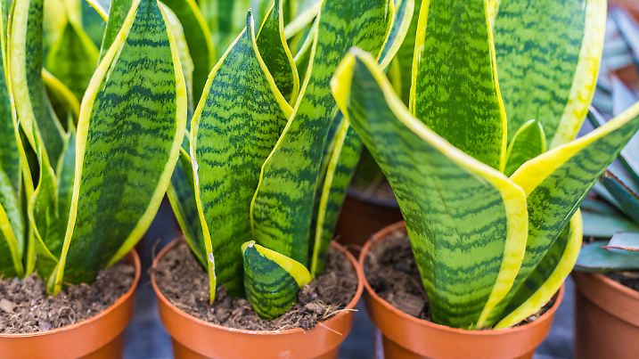 Sansevieria plants in pots for seedlings. Natural background.
