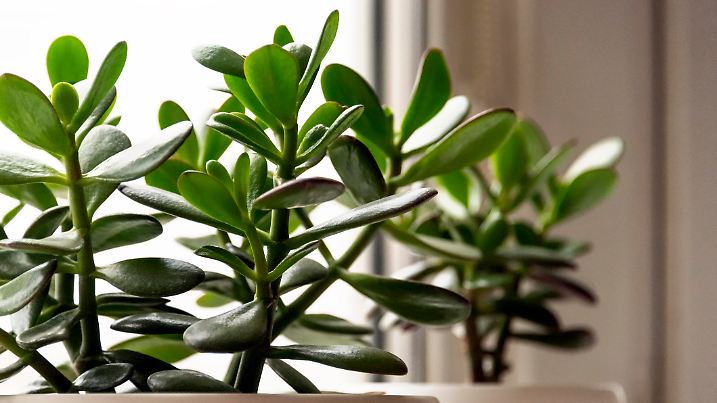 Succulent houseplant Crassula on the windowsill against the background of window