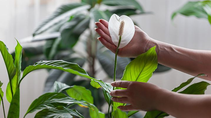 Woman care of houseplants, holding a spathiphyllum flower in hands at home
