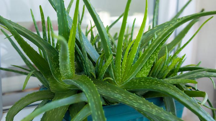 Aloe Vera plant