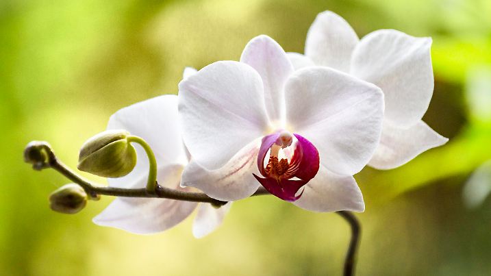 White orchid flower at the window