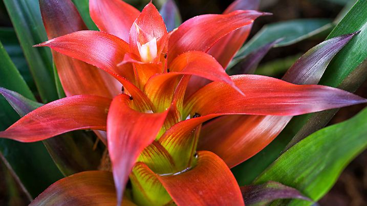 The Bromeliad, Bromeliaceae or Urn Plant 