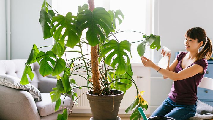 Plant care at home series with Japanese man, woman and child.