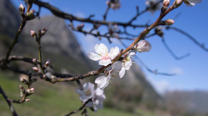 Mandelblüte auf einem Feld vor der Berglandschaft des Tramuntana-Gebirges. Jedes Jahr im Januar und Februar verwandeln zehntausende von Mandelbäumen die ganze Insel in eine rosa-weiße Landschaft.