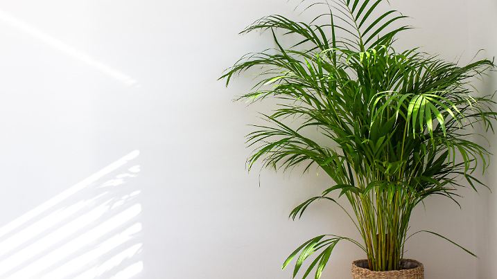 Decorative Areca palm near white wall. Chrysalidocarpus lutescens. Green plants fot home. Freshening of the air. Indoor gardening.