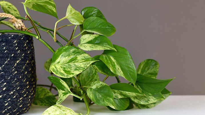 Leaves of tropical 'Epipremnum Aureum Marble Queen' pothos houseplant with white variegation in front of gray wall