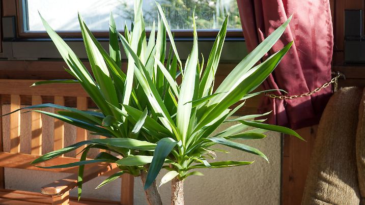 Yucca palm tree plant in a garden on a sunny summer day in Fulda, Germany.