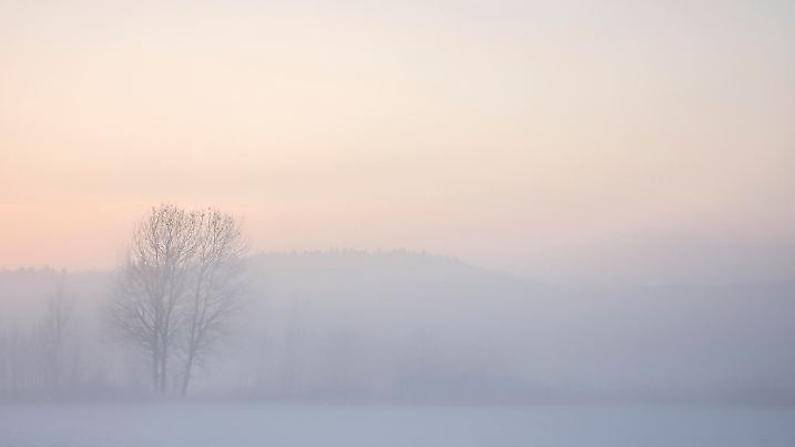 Tree in foggy winter landscape at sunset giving the landscape a warm tone