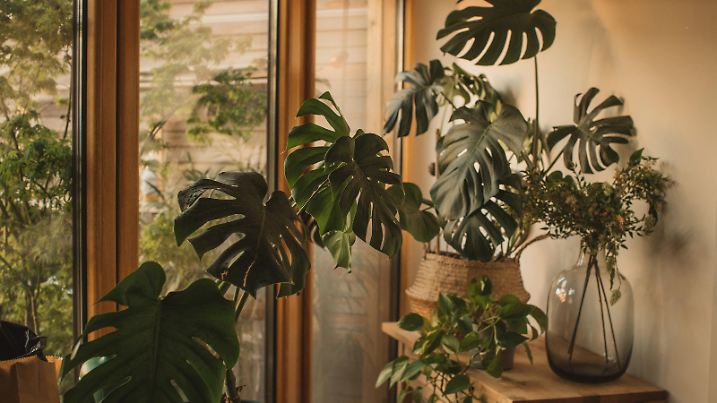 Cute flower garden at home.