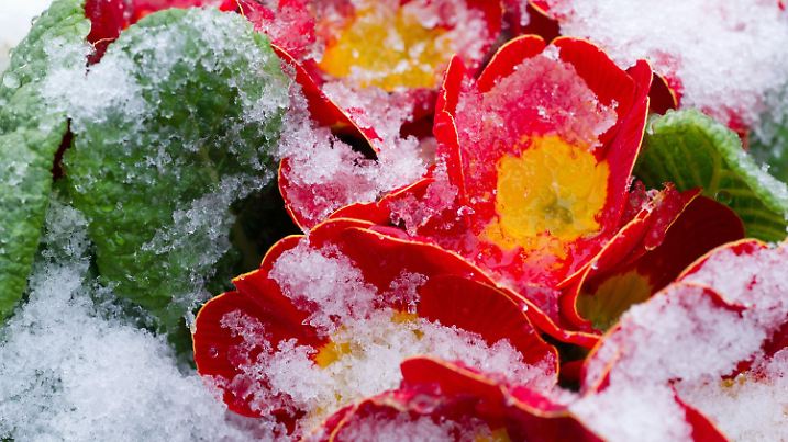 Schnee liegt am Samstag (31.03.2012) auf Primeln in einem Garten im brandenburgischen Sieversdorf (Oder-Spree). Das freundliche Frühlingswetter hat sich aus Deutschland verabschiedet. Für die kommenden Tage sagen die Meteorologen eher kühl und unbeständig Wetter vorher. Foto: Patrick Pleul dpa/lbn  +++(c) dpa - Bildfunk+++