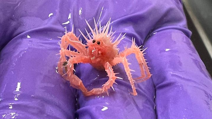 HANDOUT - 21.01.2025, ---, Golf von Mexiko: Auf diesem undatierten, von der US-Ozean- und Wetterbehörde NOAA zur Verfügung gestellten Bild ist eine kleine rosafarbene Königskrabbe mit Stacheln (Neolithodes agassizii) zu sehen. Die Baby-Krappe wurde zum Internethit. (zu dpa «10 Millionen Aufrufe: Baby-Königskrabbe ist Internethit») Foto: Sasha Francis/NOAA/dpa - ACHTUNG: Nur zur redaktionellen Verwendung im Zusammenhang mit der aktuellen Berichterstattung und nur mit vollständiger Nennung des vorstehenden Credits +++ dpa-Bildfunk +++