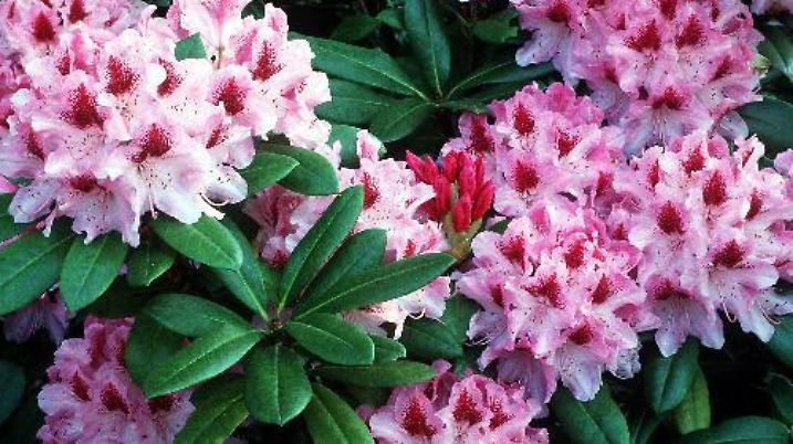 Zum Themendienst-Bericht "Garten/Rhododendron" von Irina Ebeling vom 30. April: Anspruchsvoller Blütentraum - der Rhododendron verträgt keinen Kalk im Boden. Eine neue Pflanzengeneration ist aber weniger empfindlich. Honorarfreie Veröffentlichung nur für gms-Themendienstbezieher