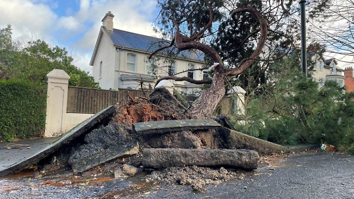 A fallen tree on Cyprus Avenue, east Belfast, Northern Ireland, Friday Jan. 24, 2025, as Storm Eowyn hits the country. (David Young/PA via AP)