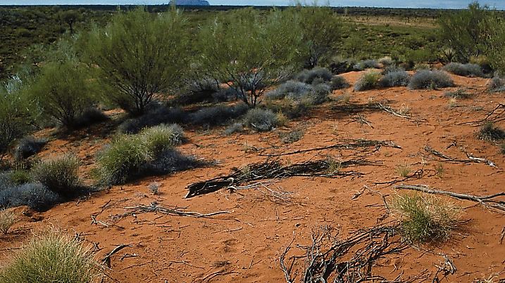 Eine rote Wüstensteppe mit kleinen trockenen Pflanzen, blauer Himmel und weiße Wolken im 
HiIntergrund.