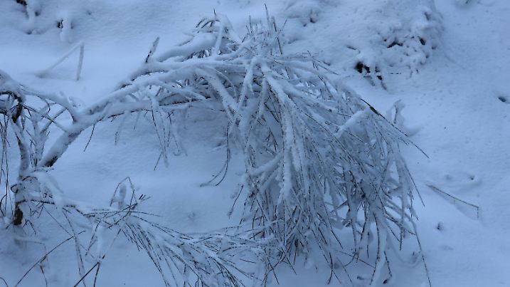Kaltenborn Themenfoto: Winter, Schnee, Winterimpression, Schneefoto, Eifel, Kaltenborn, Deutschland, 14.01.2025 Schneeimpresionen im WInterwald der Eifel bei Sonne und Frost Themenfoto: Winter, Schnee, Winterimpression, Schneefoto, Eifel, Kaltenborn, Deutschland, 14.01.2025 *** Kaltenborn Theme photo winter, snow, winter impression, snow photo, Eifel, Kaltenborn, Germany, 14 01 2025 Snow impressions in the Eifel forest with sun and frost Theme photo winter, snow, winter impression, snow photo, Eifel, Kaltenborn, Germany, 14 01 2025 Copyright: xEibner-Pressefoto/JuergenxAugstx EP_JAT