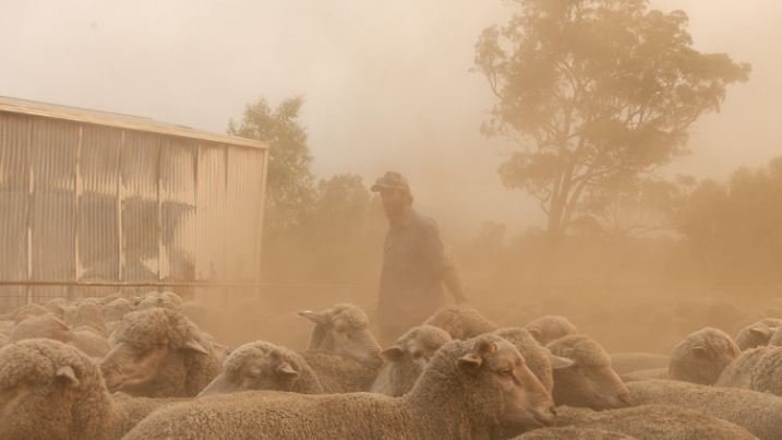 29.01.2025, Australien, Wartook: Der Viehzüchter Brett Monaghan lädt seine Schafe mit Hilfe von Gemeindemitgliedern auf einen Lastwagen in der Nähe von Wartook. Hunderte von Feuerwehrleuten kämpfen gegen drei unkontrollierte Buschbrände, einen in Dimboola und Wail nahe der südaustralischen Grenze und zwei im Grampians-Nationalpark. Foto: Diego Fedele/AAP/dpa +++ dpa-Bildfunk +++
