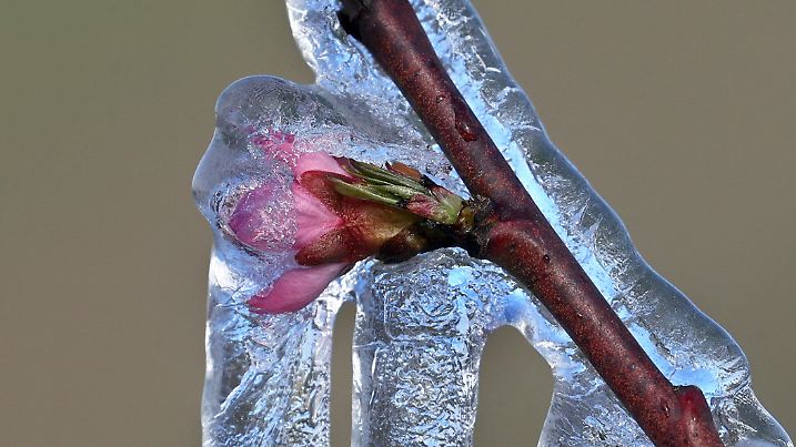 dpatopbilder - 08.04.2021, Bayern, Escherndorf: Ein Obstbaum ist nachdem er künstlich beregnet wurde mit einer Eisschicht überzogen. Der Eispanzer soll die empfindlichen Blüten vor dem Erfrieren schützen. Foto: Karl-Josef Hildenbrand/dpa +++ dpa-Bildfunk +++