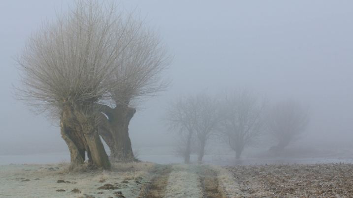 News Bilder des Tages RECORD DATE NOT STATED der Weg auf die Felder... Kopfbäume * Bislicher Insel * an einem trüben, nebeligen Tag im Winter, Niederrhein, Nordrhein-Westfalen, Deutschland, Landschaftsaufnahme, typische Landschaft *** Rural hoar frost covered landscape with typical pollard trees on a cold misty winter morning Lower Rhine, North Rhine-Westfalia, Germany Nordrhein-Westfalen Deutschland, Westeuropa