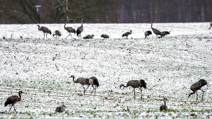 31.01.2025, Mecklenburg-Vorpommern, Warin: Auf einem verschneiten Feld suchen Kraniche nach Futter. Mit leichtem Schneefall, glatten Straßen und Temperaturen um die null Grad zeigt sich das Wetter in Norddeutschland von seiner winterlichen Seite. Foto: Jens Büttner/dpa +++ dpa-Bildfunk +++