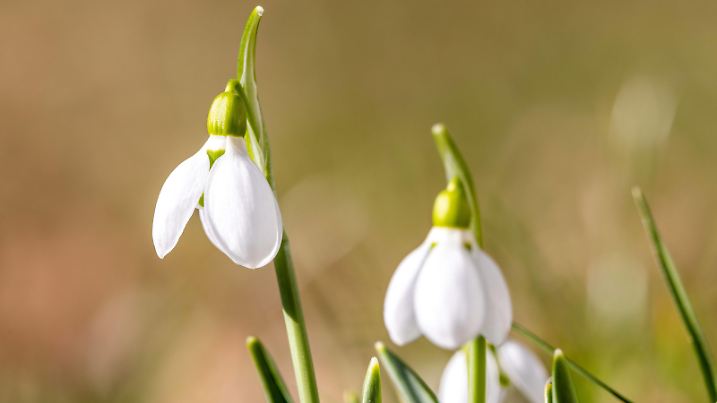 Sonniges Februarwetter Schneeglöckchen blühen auf einer Wiese im Sonnenschein., Oberursel Hessen Deutschland *** Sunny February weather Snowdrops blooming on a meadow in the sunshine , Oberursel Hessen Germany