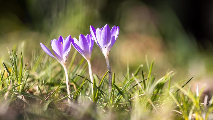 Sonniges Februarwetter Krokusse blühen auf einer Wiese im Sonnenschein., Oberursel Hessen Deutschland *** Sunny February weather Crocuses blooming on a meadow in the sunshine , Oberursel Hessen Germany