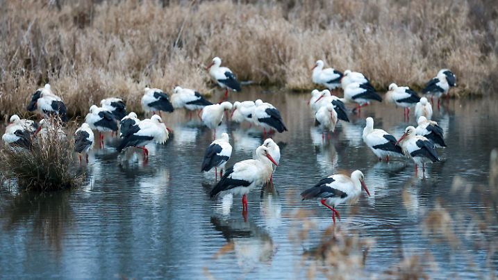 07.02.2025, Baden-Württemberg, Riedlingen: Störche stehen am Morgen im Wasser eines Biotopes in einem Naturschutzgebiet. Foto: Thomas Warnack/dpa +++ dpa-Bildfunk +++