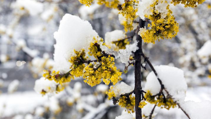  Frühlingsblüher Kornelkirsche Cornus mas mit Schnee bedeckt, Wintereinbruch in Düsseldorf, Nordrhein-Westfalen, Deutschland