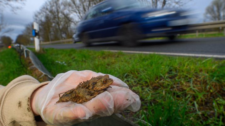 ARCHIV - 31.03.2023, Sachsen-Anhalt, Klein Wanzleben: Eine Kröte sitzt am Rande einer Straße auf der Hand einer Naturschützerin. Mit großem Aufwand schützen Ehrenamtliche jährlich die bedrohten Amphibien bei ihrer Wanderung. (zu dpa: «Bald sind die Kröten unterwegs - doch sie brauchen Hilfe») Foto: Klaus-Dietmar Gabbert/dpa +++ dpa-Bildfunk +++
