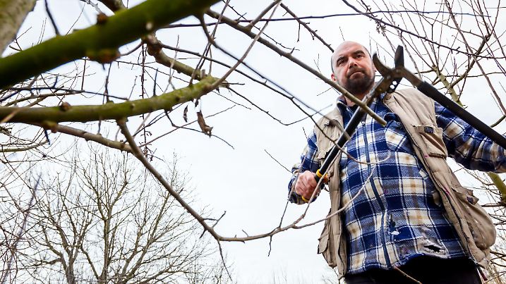 Farmer is pruning branches of fruit trees in orchard using long loppers at early springtime.