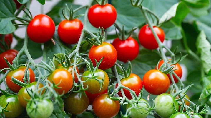 Red ripe cherry tomatoes grown in a greenhouse. Ripe tomatoes are on the green foliage background, hanging on the vine of a tomato tree in the garden. Tomato cluster. Home gardening. Organic farming