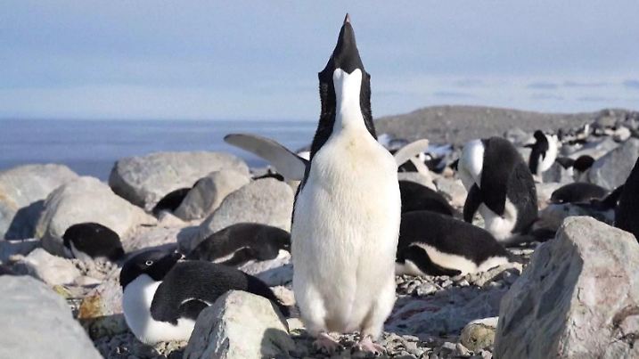 Pinguine Antarktis
