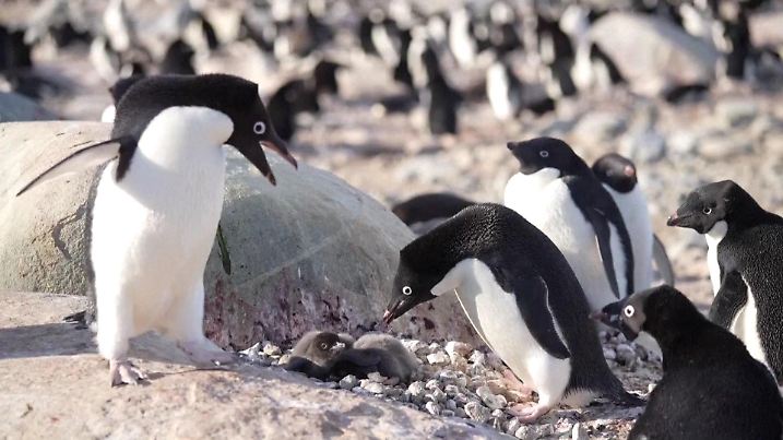 Adelie-Pinguine und ihr Nachwuchs