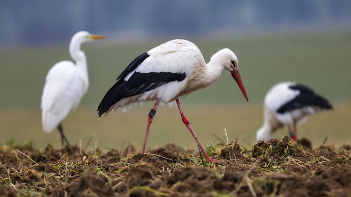 ARCHIV - 02.02.2025, Baden-Württemberg, Riedlingen: Ein Silberreiher und Störche suchen auf einem Feld nach Nahrung (zu dpa: «Hier ein bisschen, da ein wenig: Frühlingsvorboten sind da») Foto: Thomas Warnack/dpa +++ dpa-Bildfunk +++