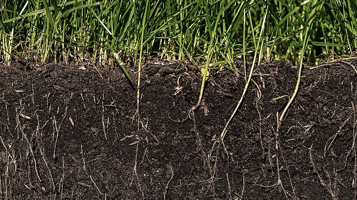 grass with roots and soil