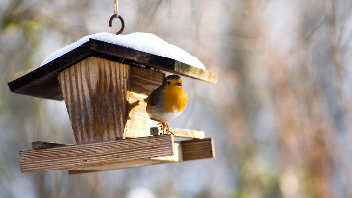 A little Robin sitting in a Bird feeder.