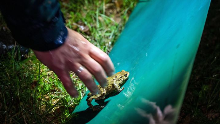 PRODUKTION - 27.03.2024, Bayern, Jesserndorf: Eine Helfer sammelt eine Kröte an einem Fangzaun ein. (zu dpa: «Steigende Temperaturen lassen Frösche wandern») Foto: Pia Bayer/dpa +++ dpa-Bildfunk +++