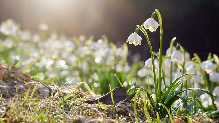 Snowdrops and spring snowflake flowers