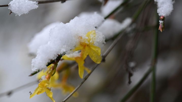 14.02.2025, Baden-Württemberg, Stuttgart: Die gelben Blüten eines Strauchs sind mit Schnee bedeckt. Foto: Bernd Weißbrod/dpa +++ dpa-Bildfunk +++