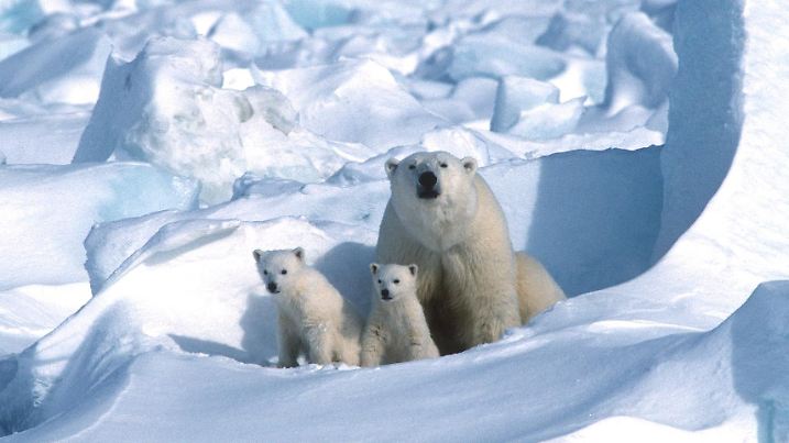 HANDOUT - 26.02.2025, Norwegen, ---: Junge Eisbären sind mit einem Muttertier in Spitzbergen zu sehen. Trächtige Eisbären-Weibchen beziehen im arktischen Herbst eine Höhle im Eis, um ihren Nachwuchs zur Welt zu bringen. Wann und wie die Tiere diese Unterkunft im Frühjahr verlassen, beschreibt ein internationales Forschungsteam nach der Auswertung von Sendern und Kamerafallen auf der zu Norwegen zählenden Inselgruppe Spitzbergen über mehrere Jahre (zu dpa «Raus in die Wildnis: Wie junge Eisbären ihre Geburtshöhlen verlassen») Foto: Steven C. Amstrup/Polar Bears International./dpa - ACHTUNG: Nur zur redaktionellen Verwendung im Zusammenhang mit der aktuellen Berichterstattung und nur mit vollständiger Nennung des vorstehenden Credits +++ dpa-Bildfunk +++